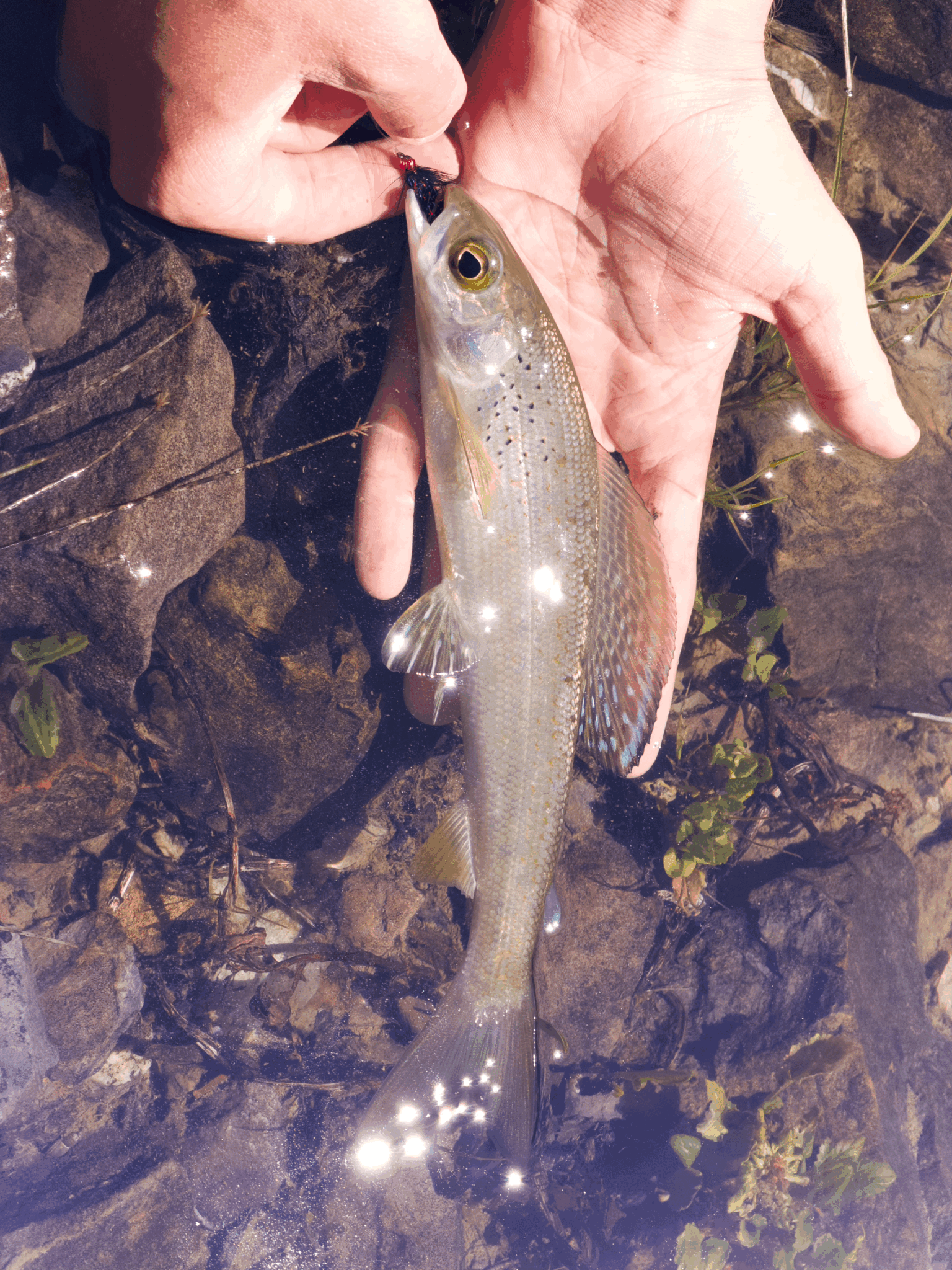 Fishing Report July 2nd 2026