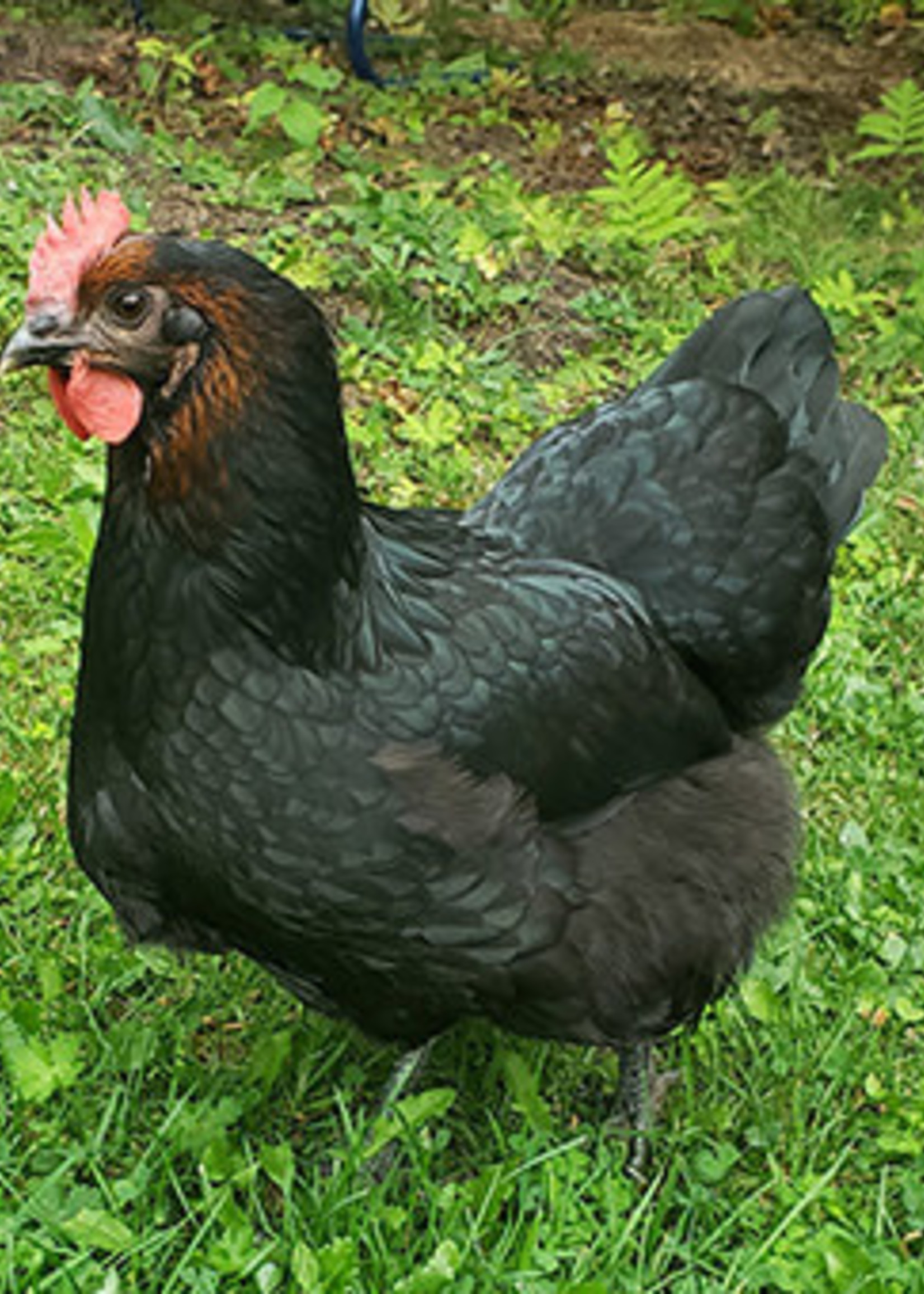 Midnight Majestic Marans Chick - Acors Country Store & Garden Center