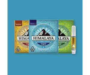 Himalaya — Grape Pie (Live Resin)