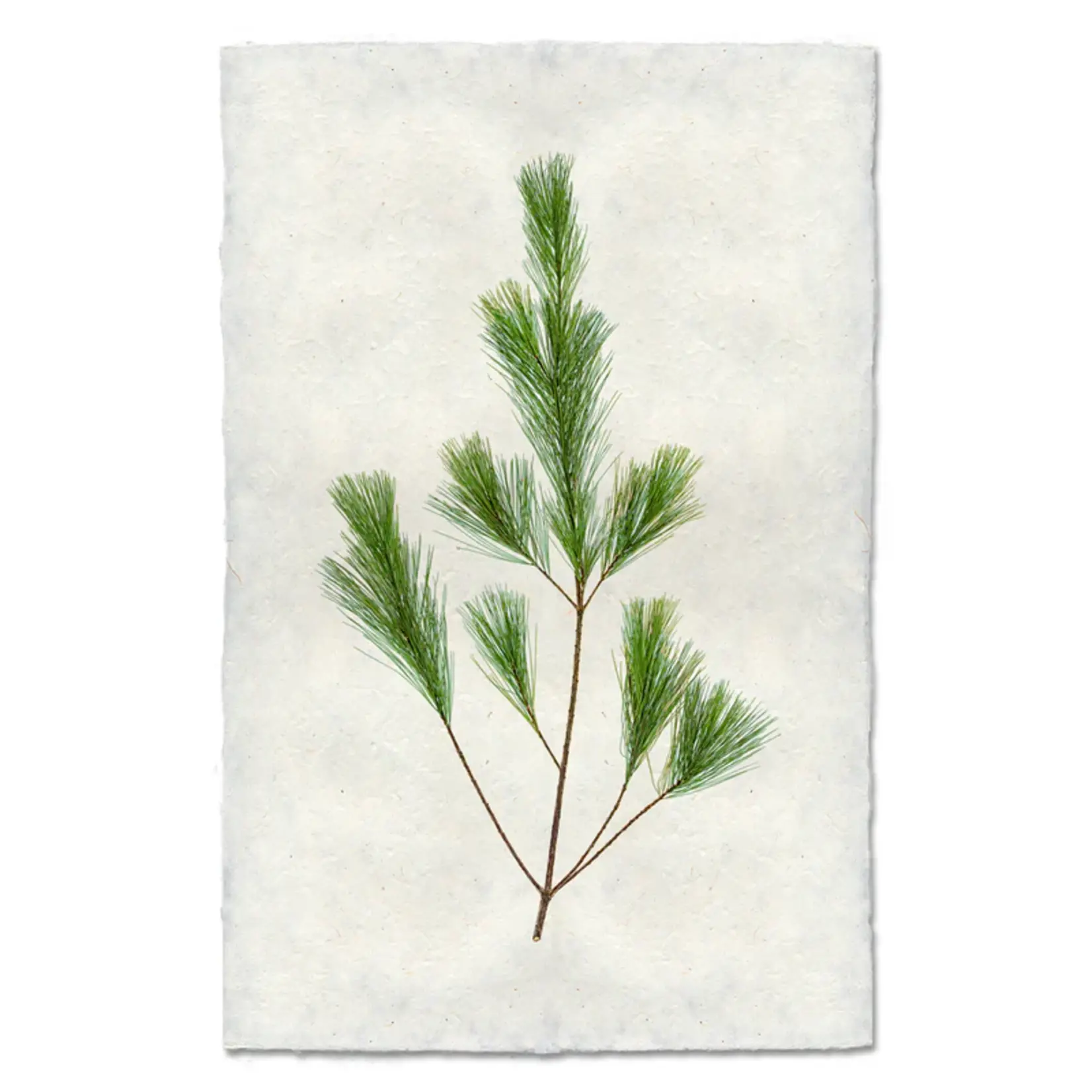 Barloga Studios Pine Bough Nepalese Handmade Paper