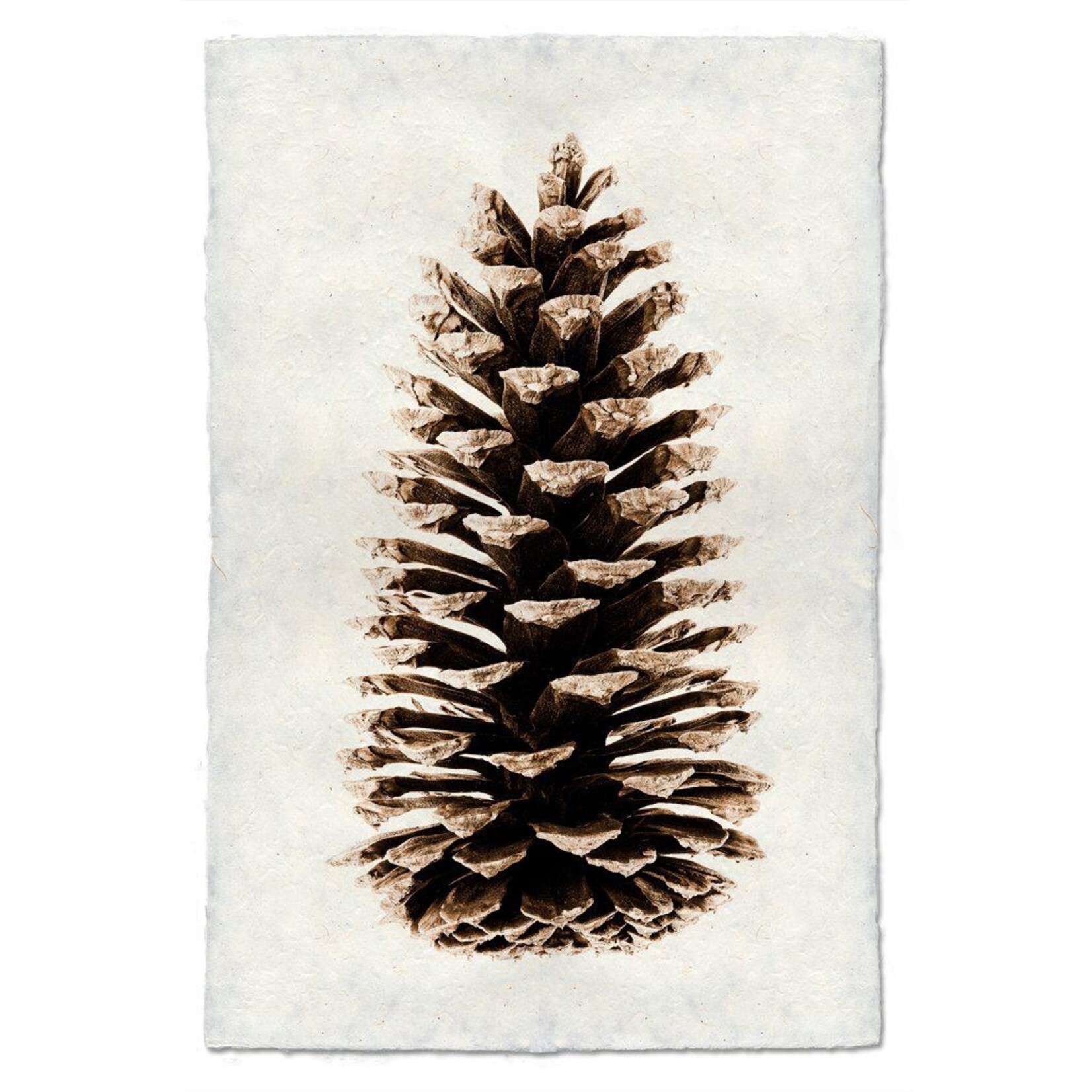 Barloga Studios Loblolly Pine 20 X 30 Nepalese Handmade Paper