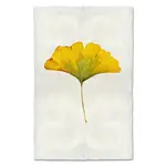 Barloga Studios Ginkgo Study