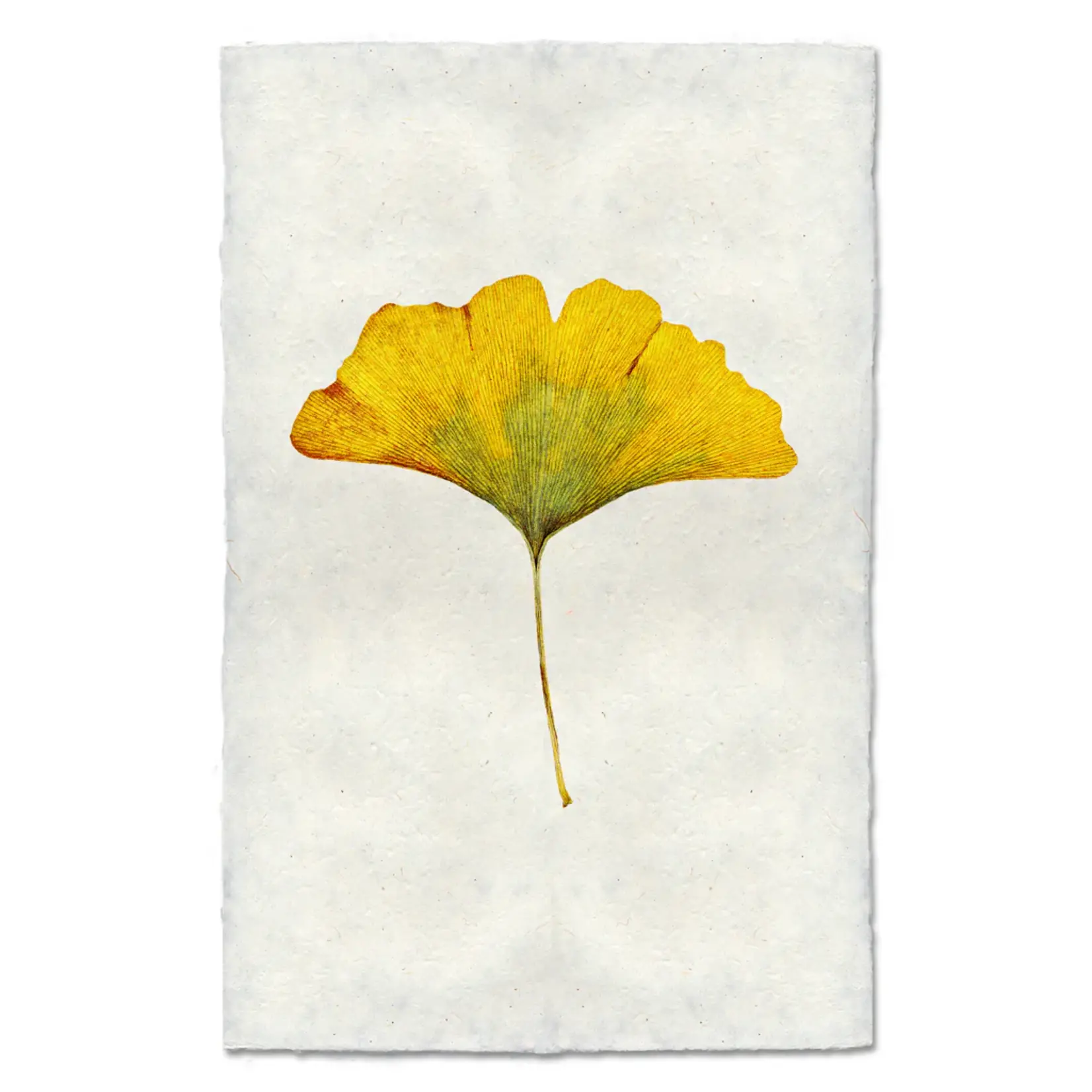 Barloga Studios Ginkgo Study