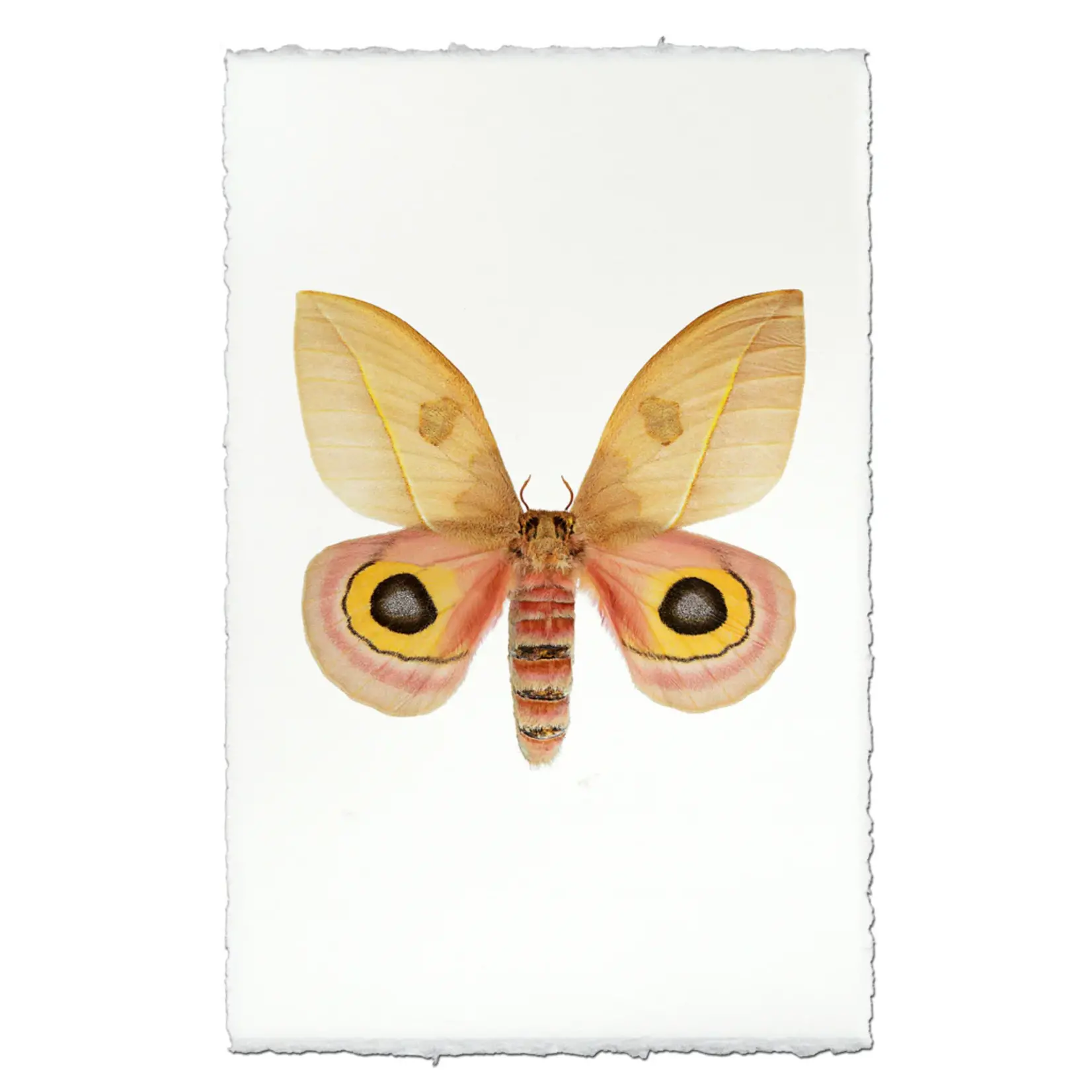 Barloga Studios Papilionoidea #7 9 X 14 English Watercolor