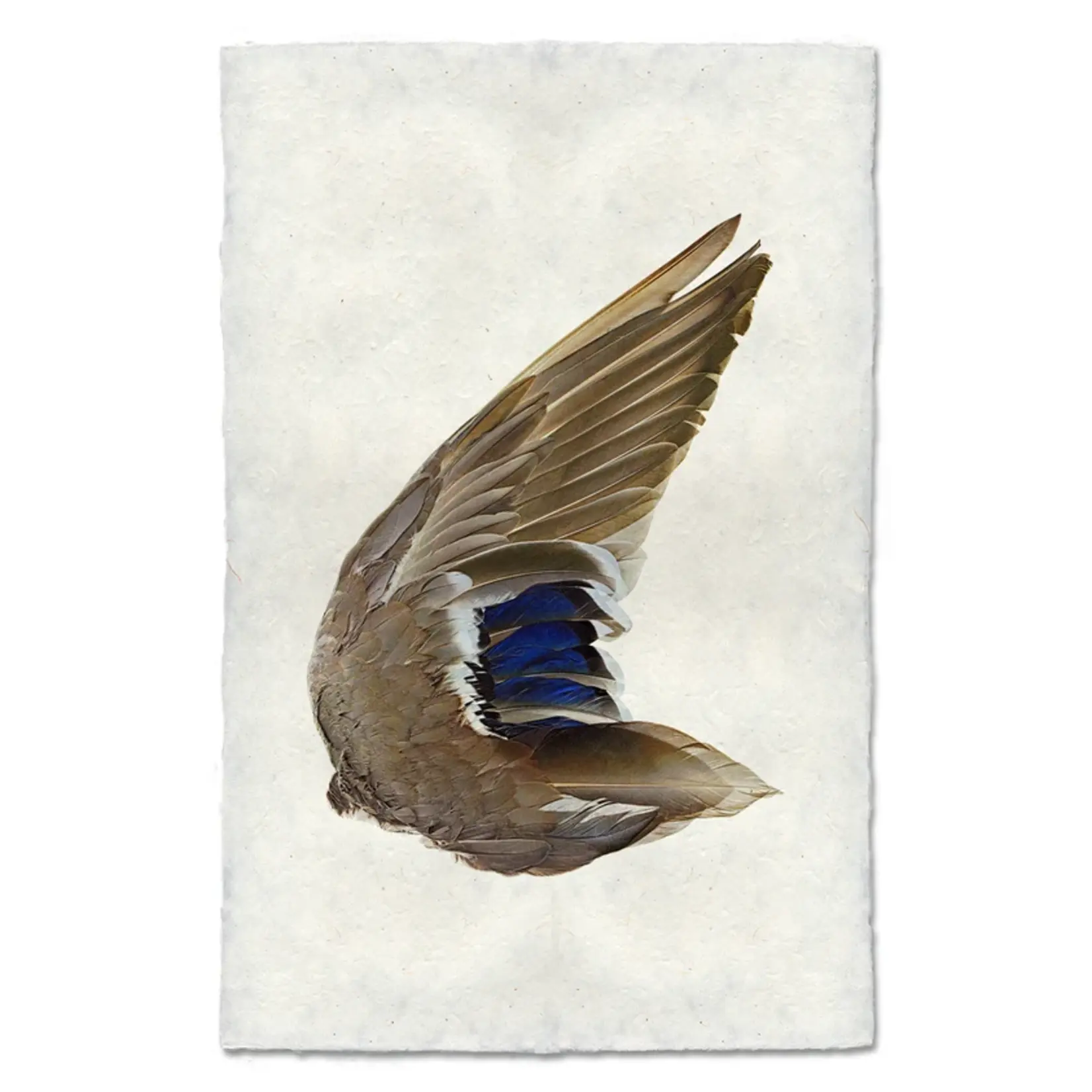 Barloga Studios Mallard Duck Wing (Right) Nepalese Handmade Paper