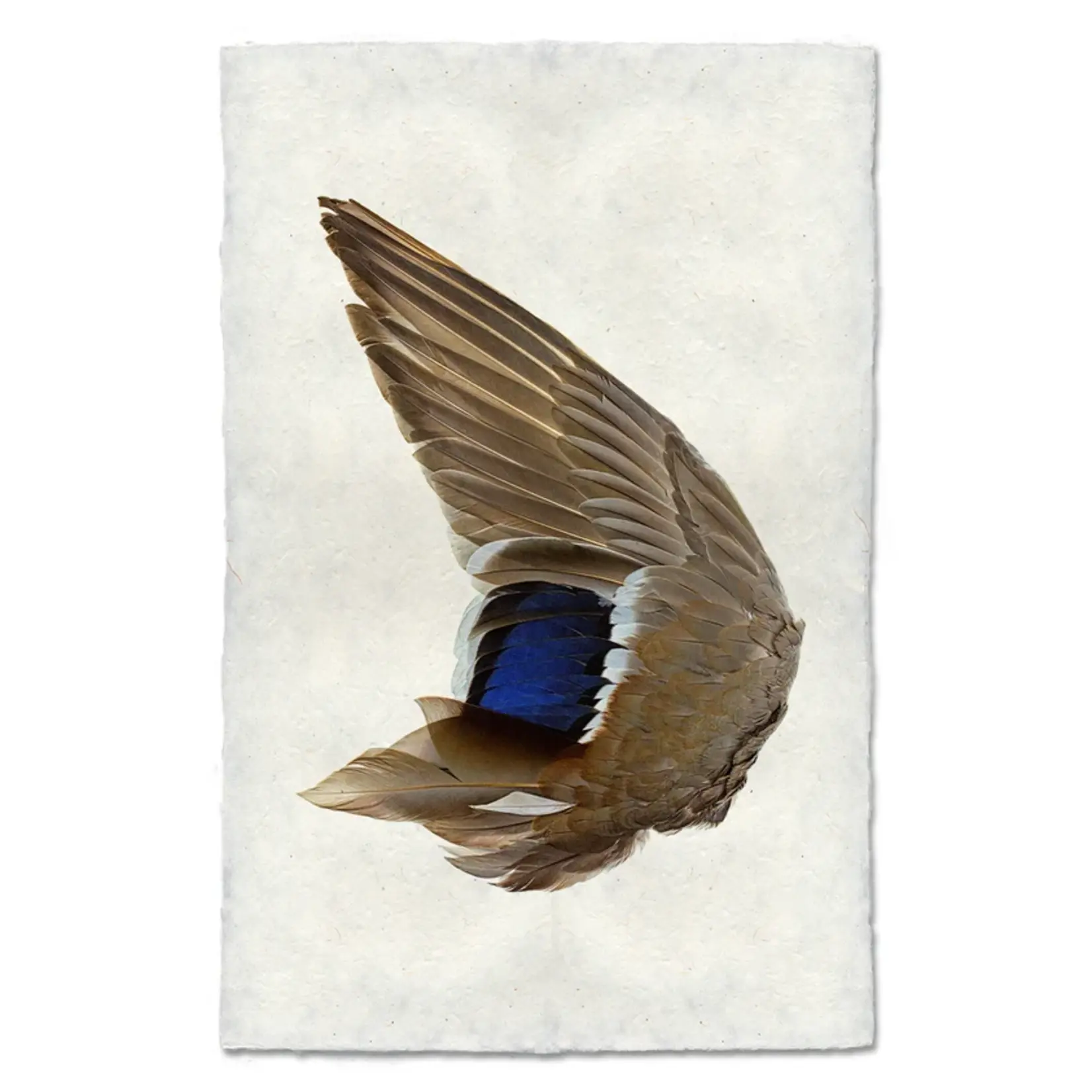 Barloga Studios Mallard Duck Wing (Left) Nepalese Handmade Paper