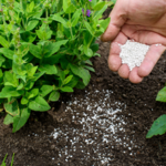 Fertilizer