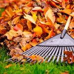 Fall Cleanup