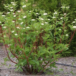 Cornus sericea Red Osier Dogwood
