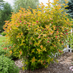 Physocarpus opulifolius 'Jefam' Amber Jubilee® Ninebark