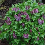 Syringa vulgaris 'Prairie Petite' French Lilac