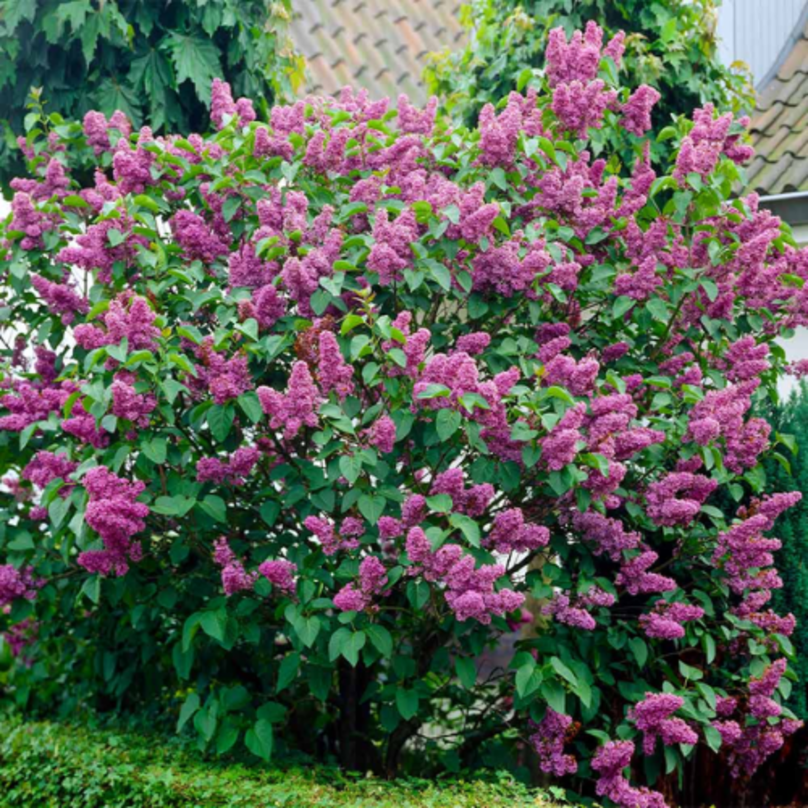 Syringa vulgaris Common Purple Lilac