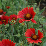 Gaillardia 'Burgundy' Blanket Flower