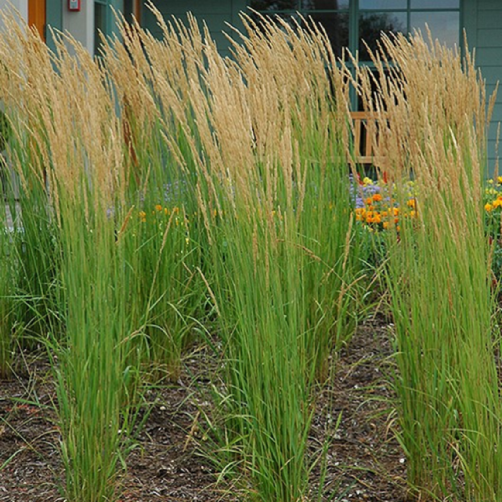 Proven Winners Calamagrostis x acutiflora 'Karl Foerster' Feather Reed Grass