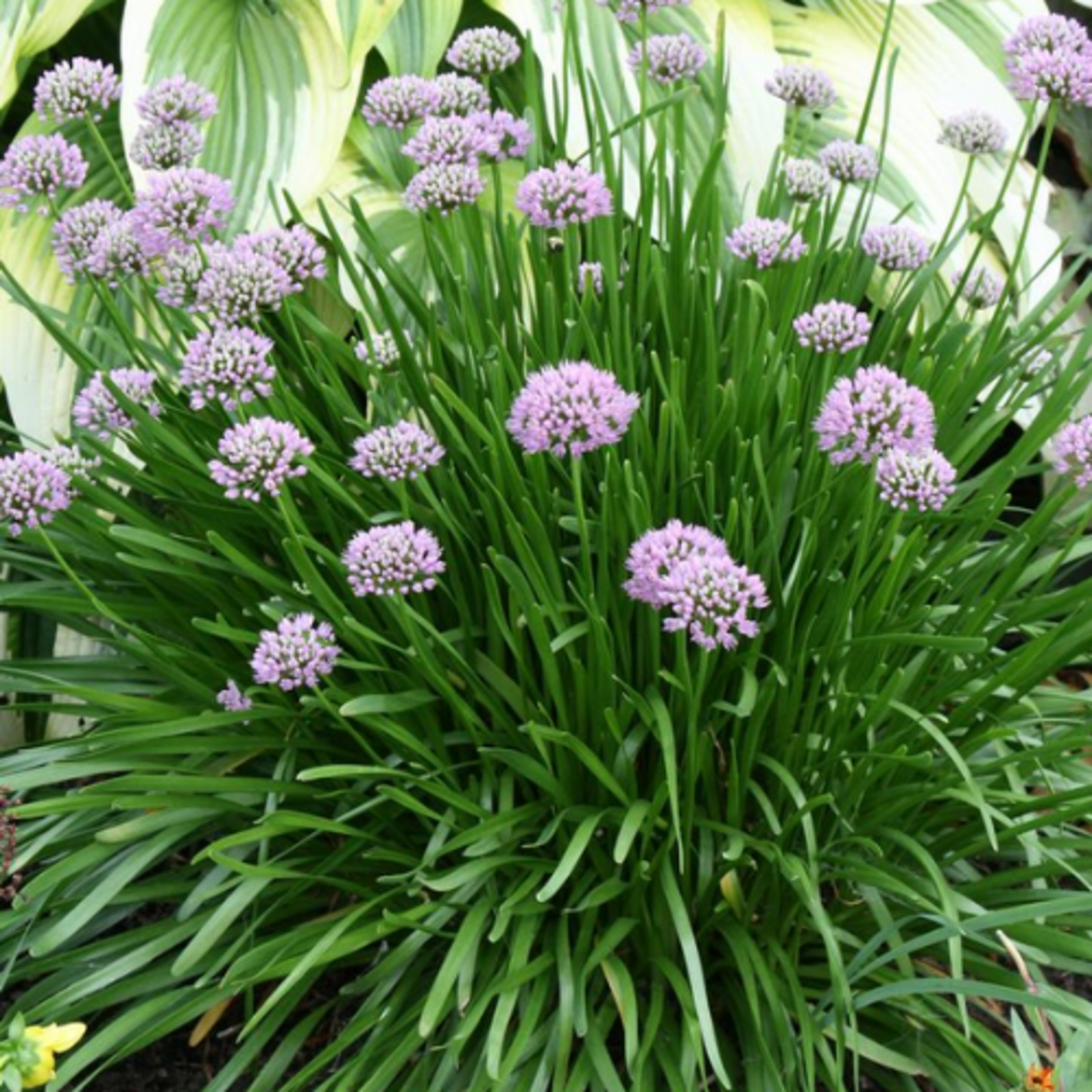 Allium 'Summer Beauty' Ornamental Onion