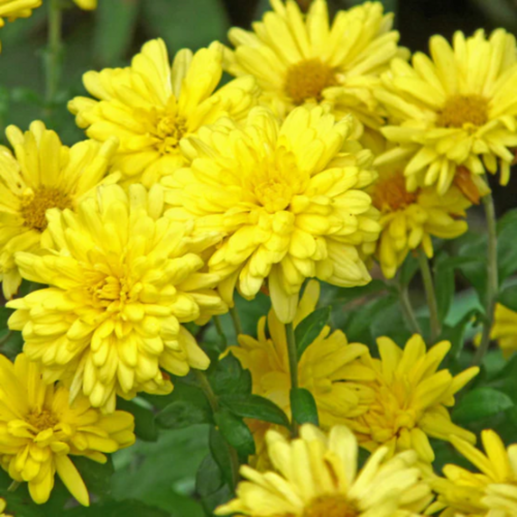 Chrysanthemum morifolium 'Morden Canary' Mum
