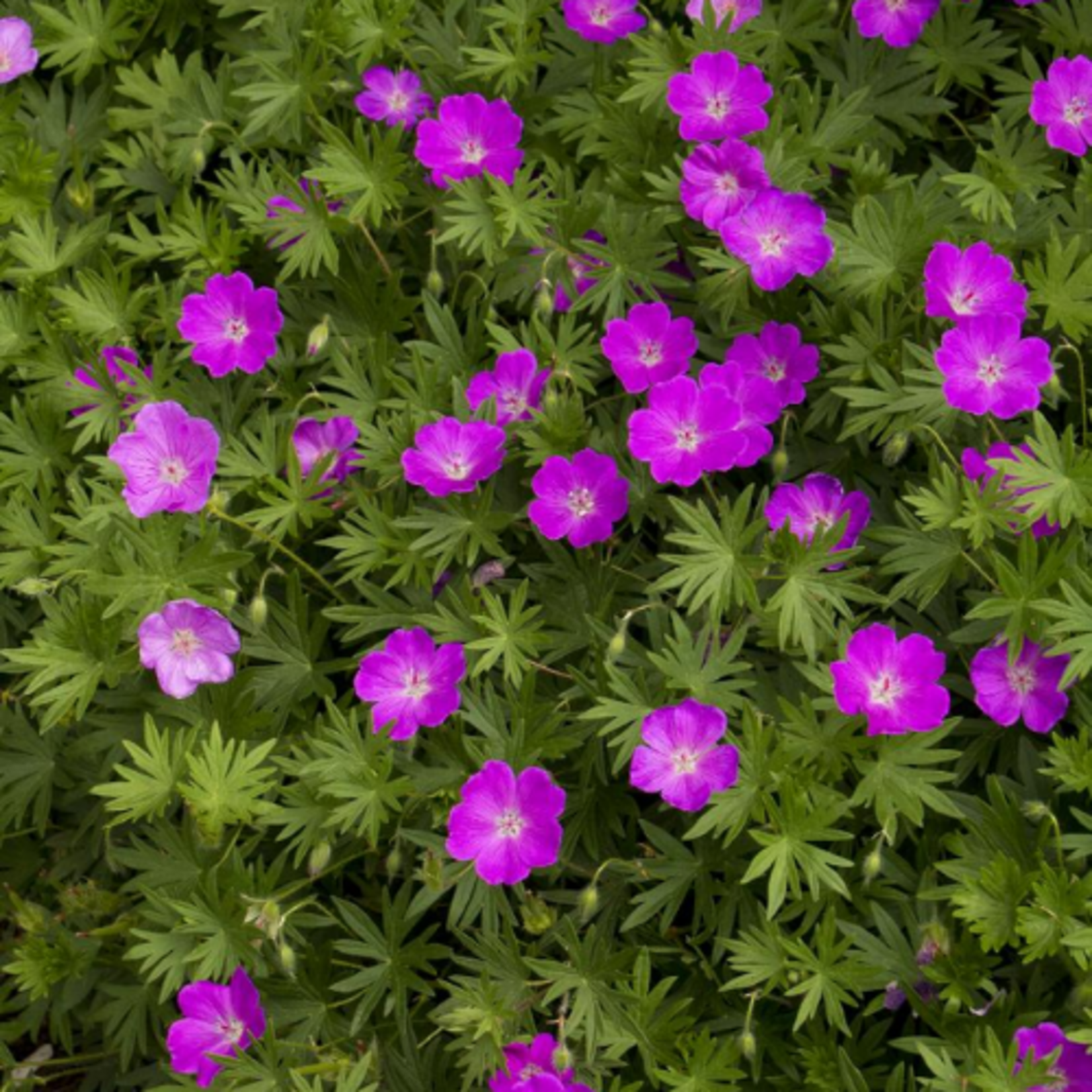 Geranium sanguineum 'Max Frei' Bloody Cranesbill