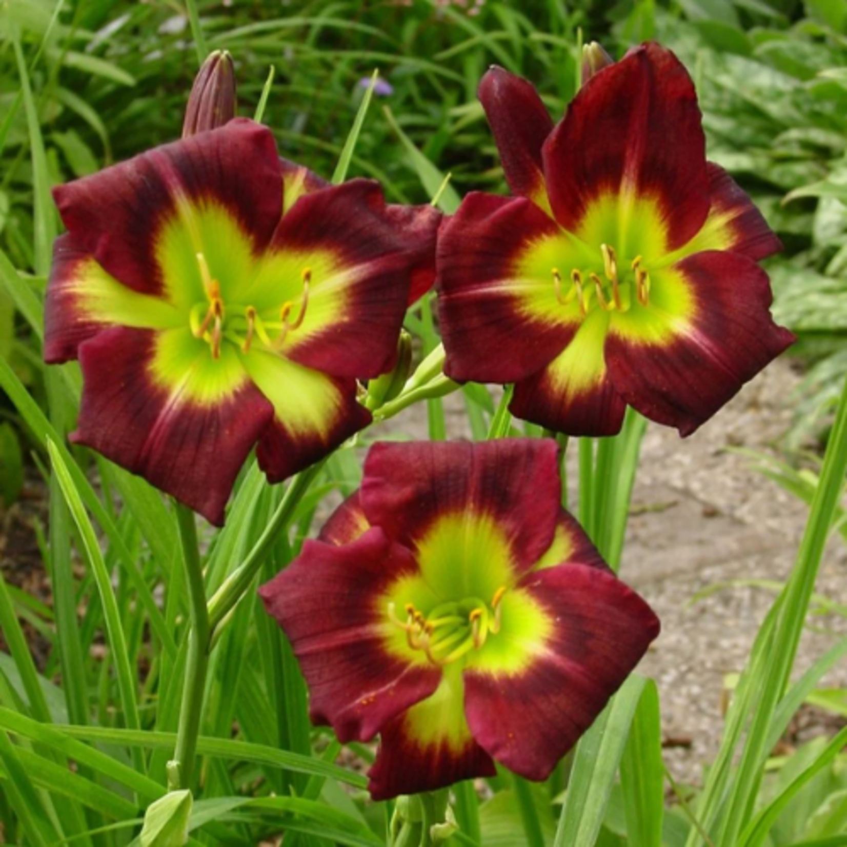 Hemerocallis 'Night Beacon' Reblooming Daylily
