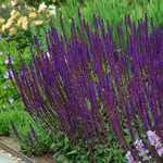 Salvia nemorosa 'Caradonna' Woodland Sage