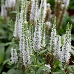 Veronica spicata 'Snow Candle' Spike Speedwell