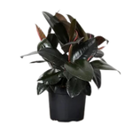 Ficus elastica 'Burgundy' (Rubber Fig)