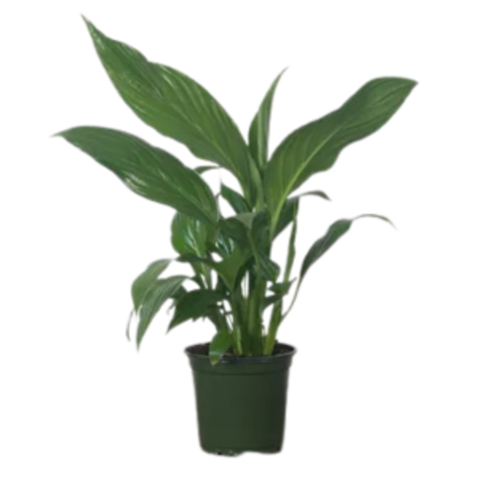 Spathiphyllum (Peace Lily)