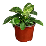 Philodendron 'Birkin'