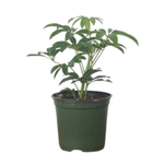 Schefflera sp.