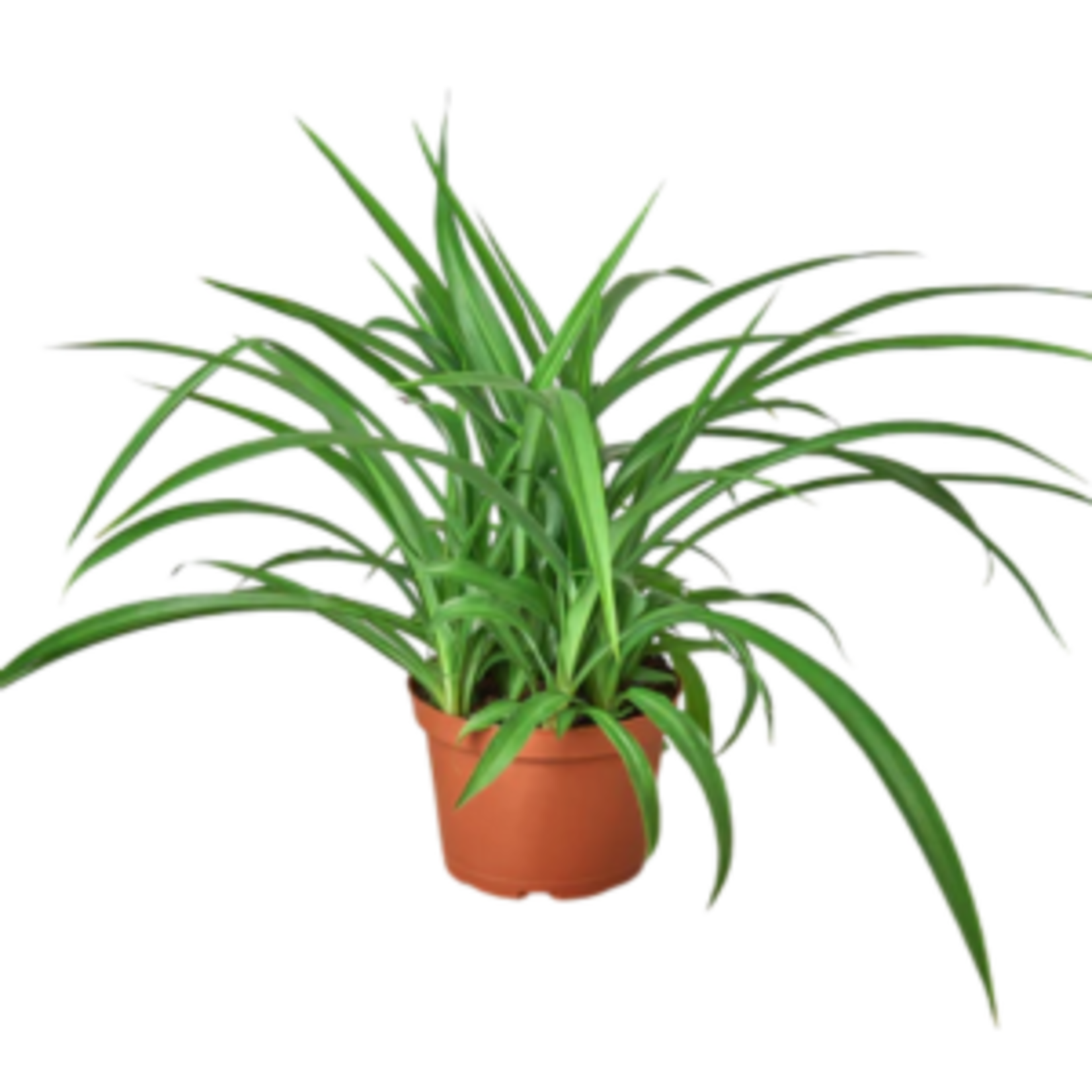 Chlorophytum comosum (Green Spider Plant)