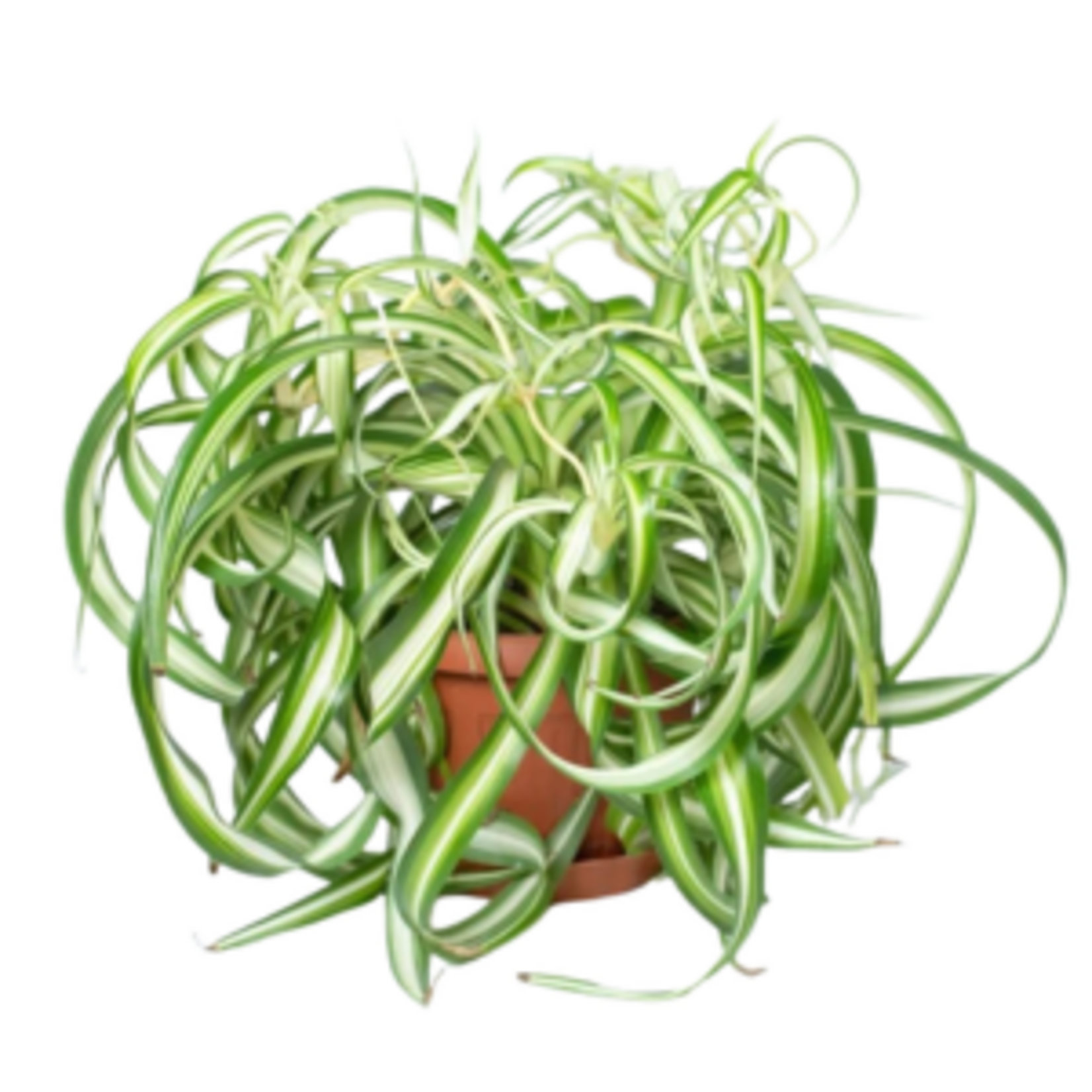 Chlorophytum comosum 'Variegatum' (Curly Variegated Spider Plant)