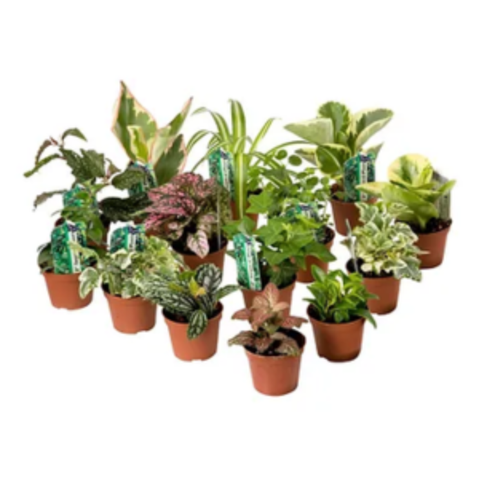 Growers Assortment - Tropicals