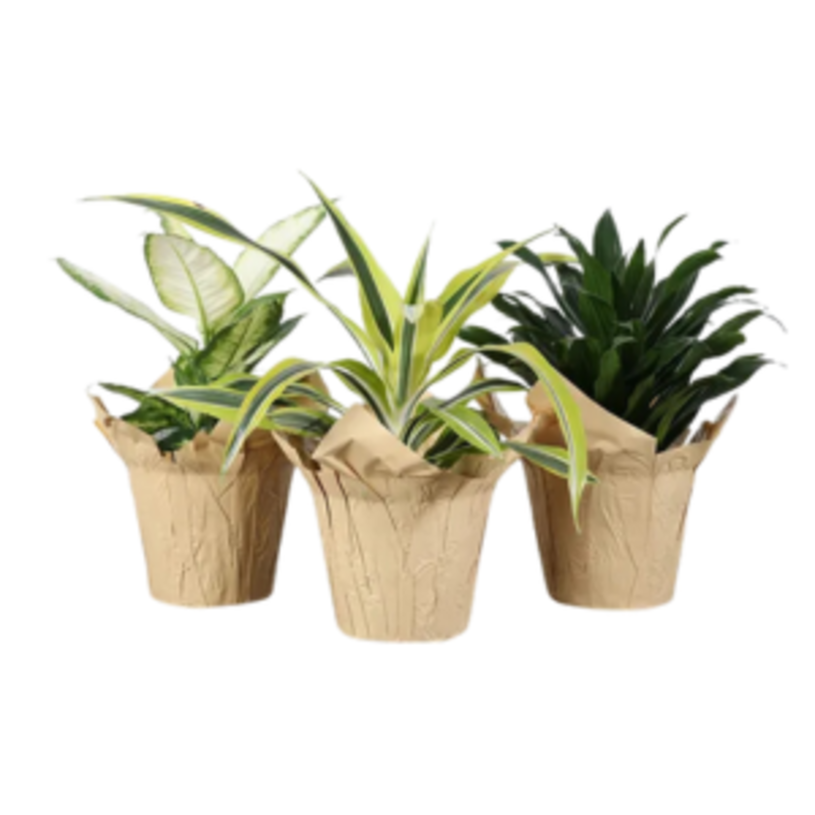 Growers Assortment - Tropicals