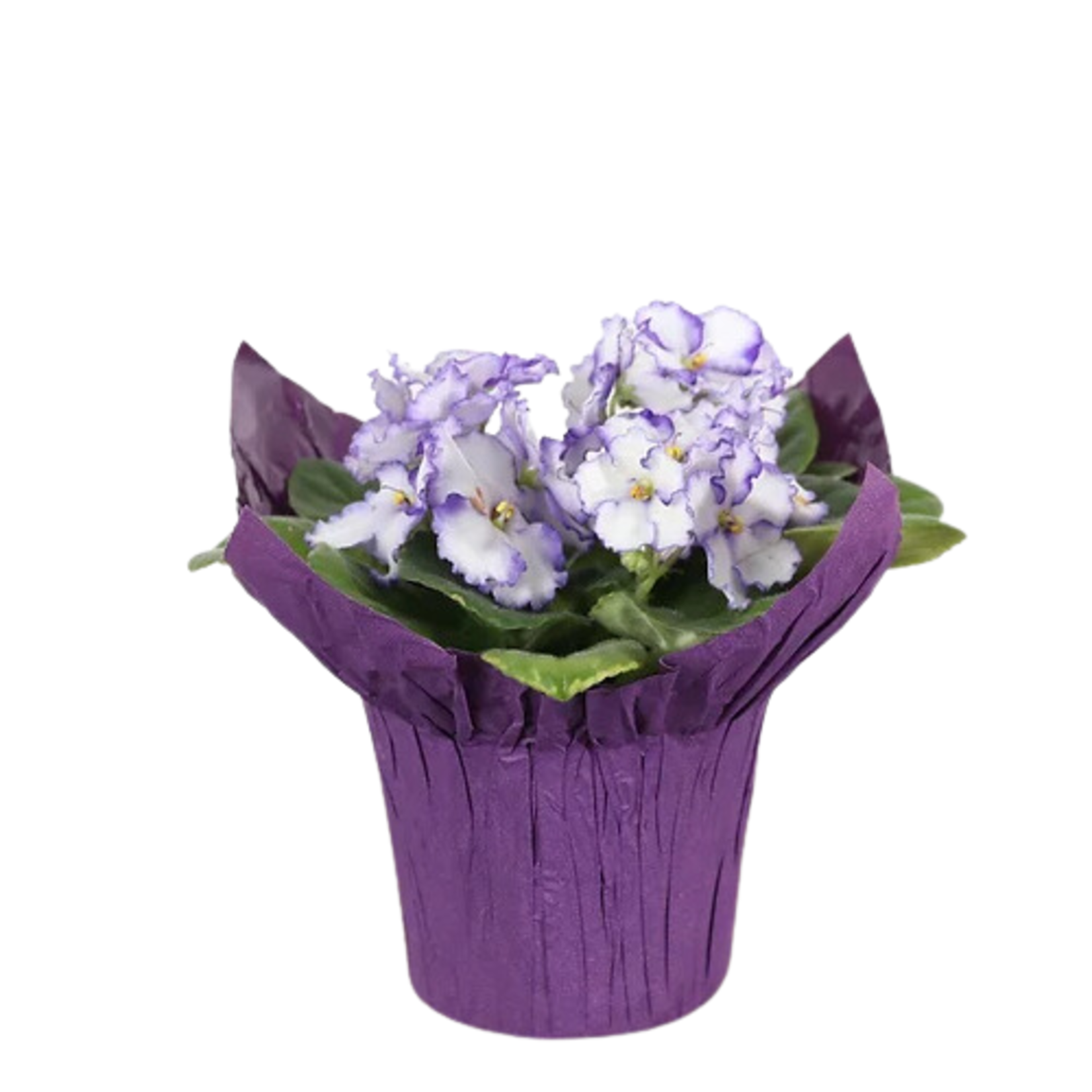 Saintpaulia ionantha (African Violet)