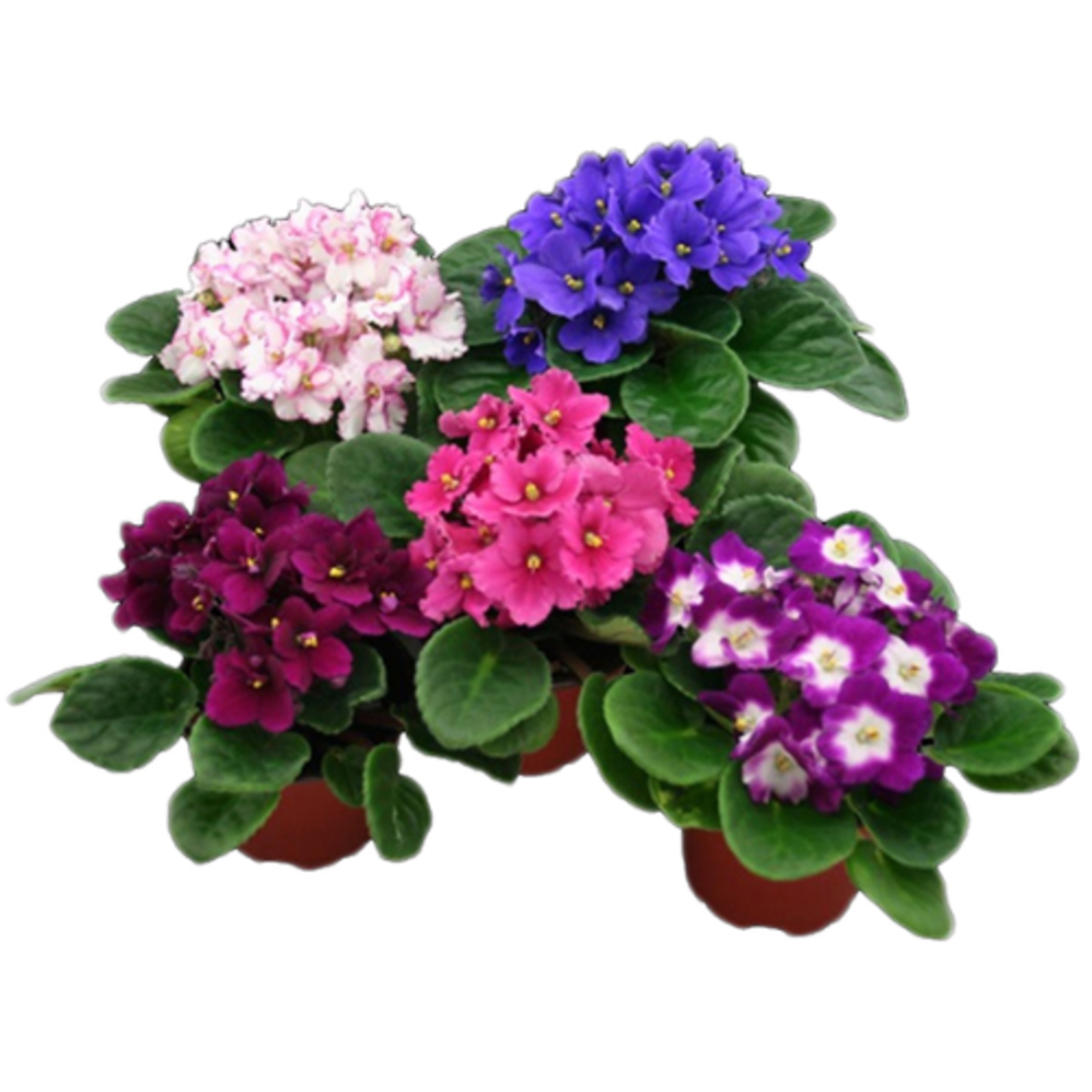 Saintpaulia ionantha (African Violet)