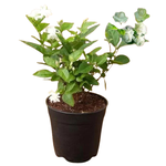 Jasminum polyanthum (White Jasmine)