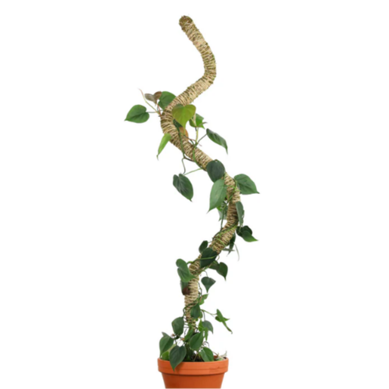 Mossify Mossify - Bendable Moss Pole - THIN