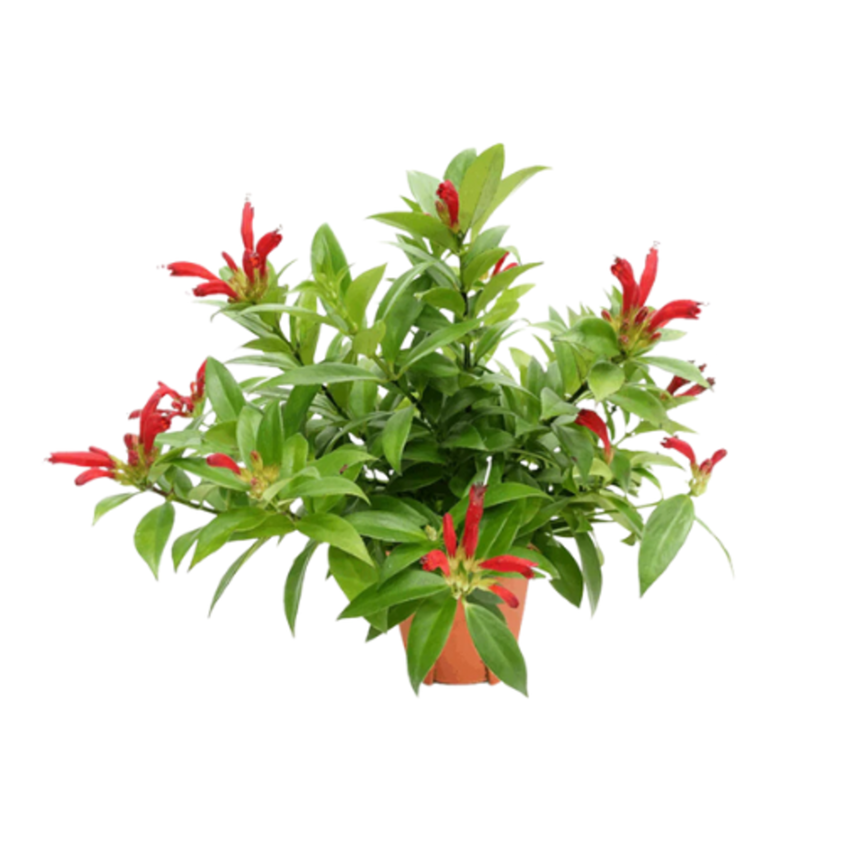 Aeschynanthus 'Mona Lisa' (Lipstick Plant)
