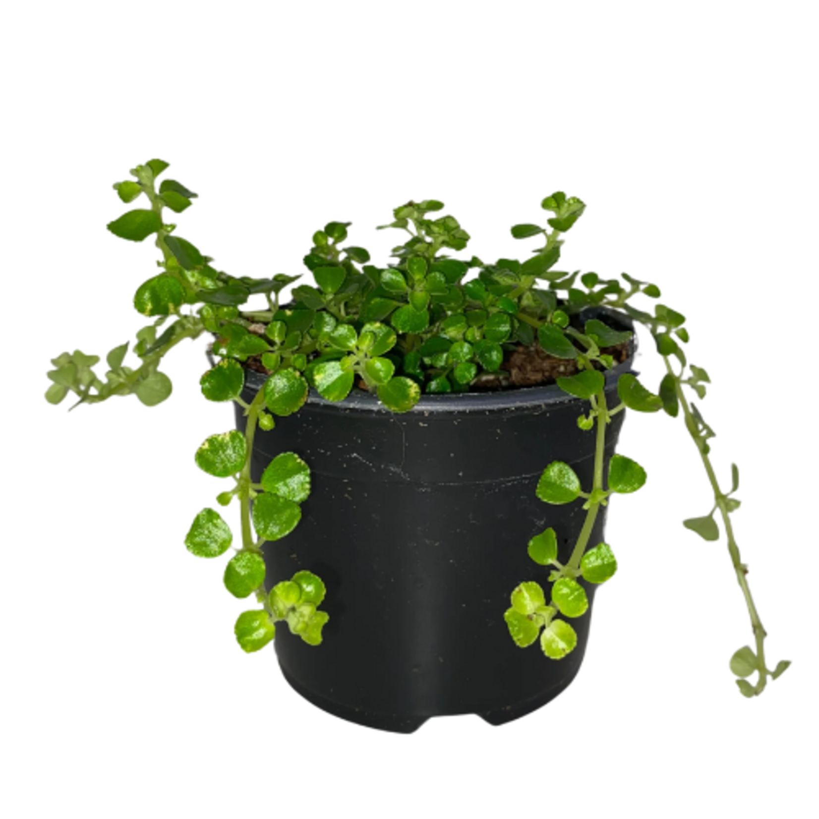 Pilea depressa 'Baby Tears' (Green)