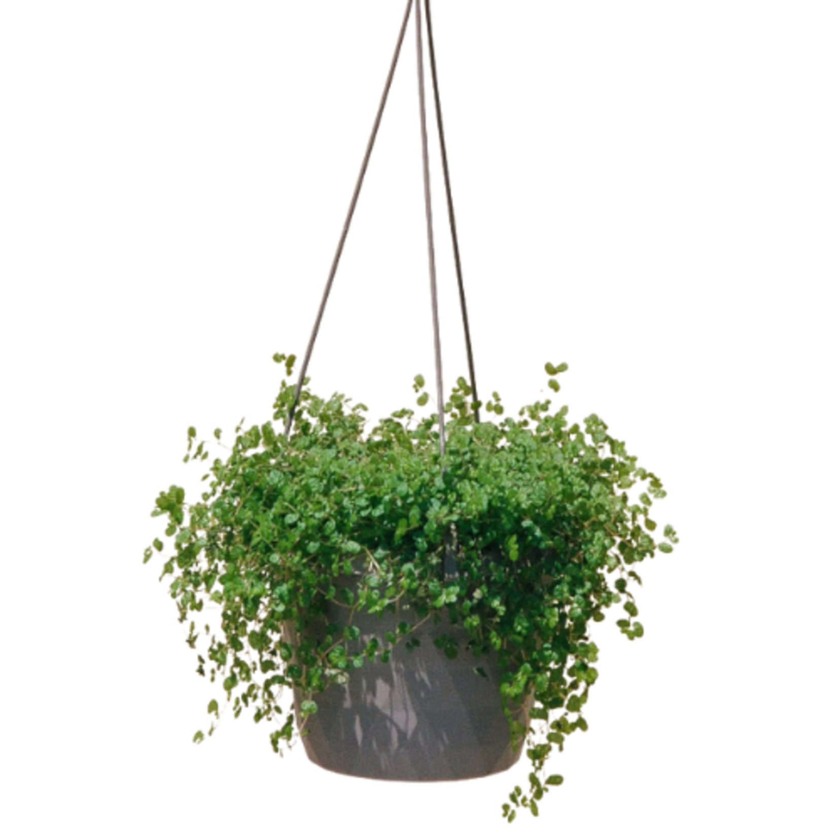 Pilea depressa 'Baby Tears' (Green)