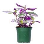 Tradescantia 'Nanouk'