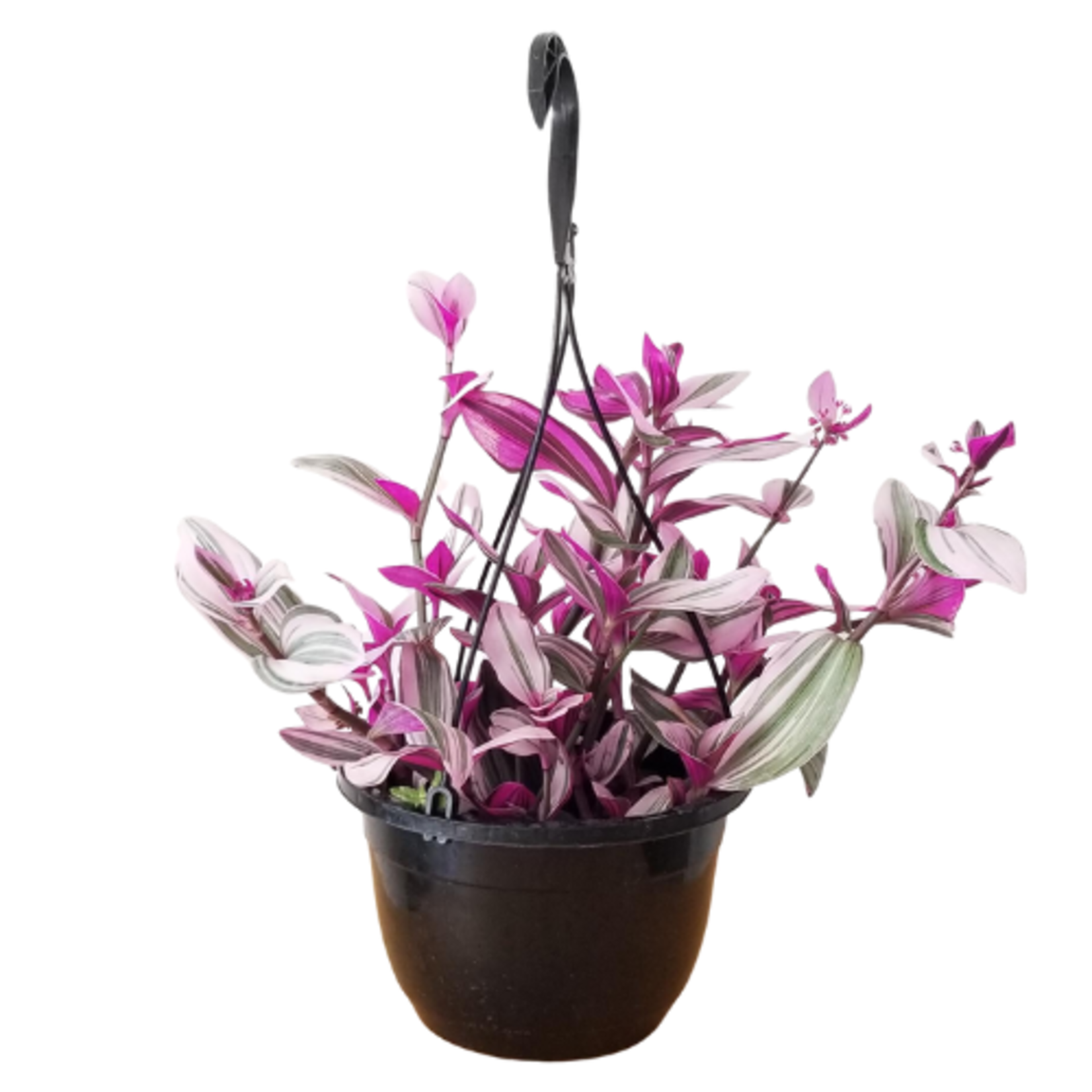 Tradescantia 'Nanouk'