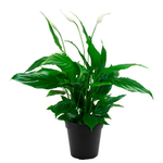 Spathiphyllum 'Mojo' (Peace Lily)