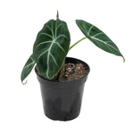 Alocasia 'Black Velvet'