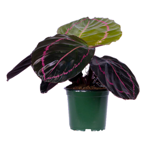Calathea Dottie