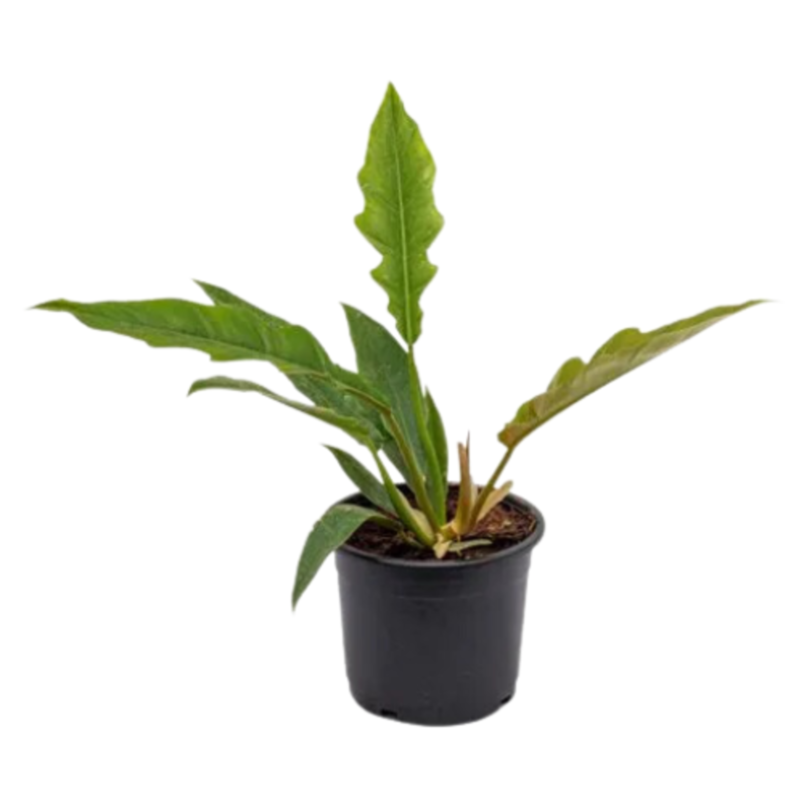 Philodendron 'Tiger Tooth'