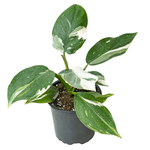 Philodendron 'White Wizard'