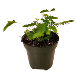 Mimosa pudica (Sensitive Plant)