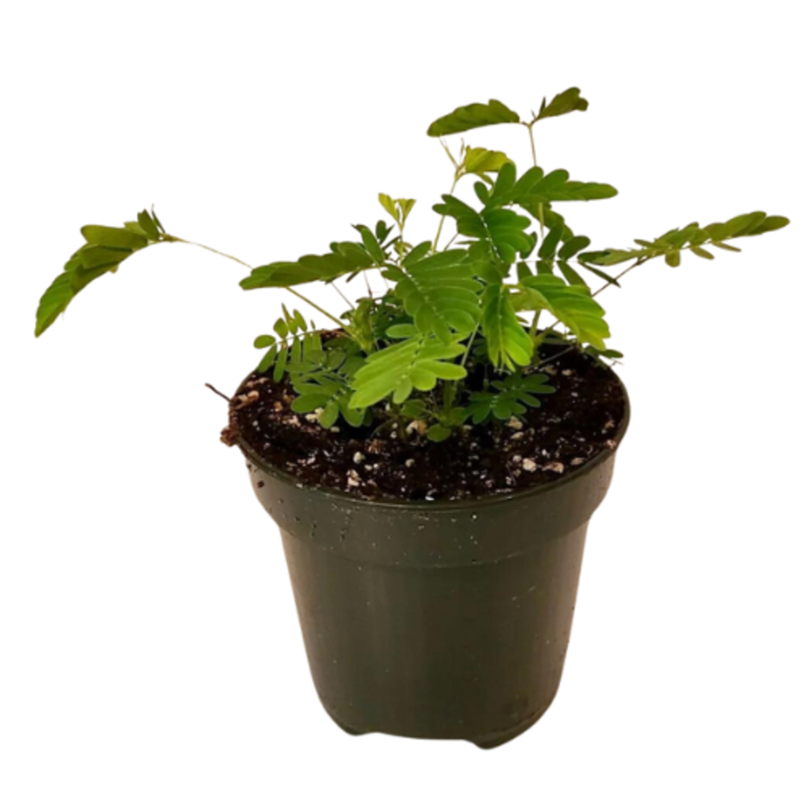 Mimosa pudica (Sensitive Plant)