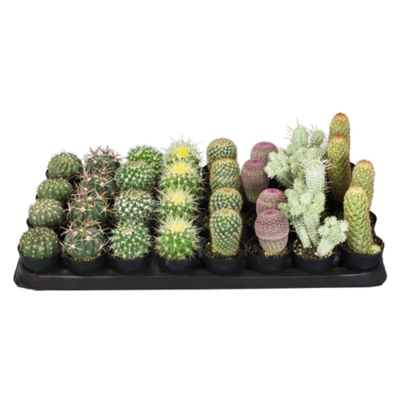 Succulent/Cactus Assortment - 2.25"