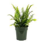 Nephrolepsis obliterata 'Kimberly Queen' Fern